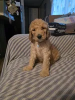 Lil one, a male Poodle - Standard  for sale in Pelion, SC – 2 of 2