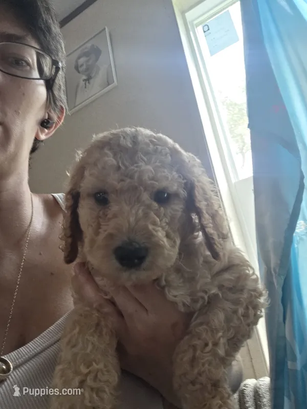 Light blue collar puppy  – Poodle - Standard  puppy for sale in Pelion, SC