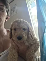 Light blue collar puppy , a male Poodle - Standard  for sale in Pelion, SC – 1 of 1