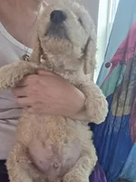Grey collar puppy , a male Poodle - Standard  for sale in Pelion, SC – 5 of 5