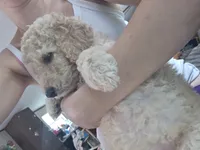 Grey collar puppy , a male Poodle - Standard  for sale in Pelion, SC – 2 of 5