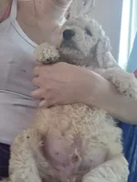 Grey collar puppy , a male Poodle - Standard  for sale in Pelion, SC – 3 of 5