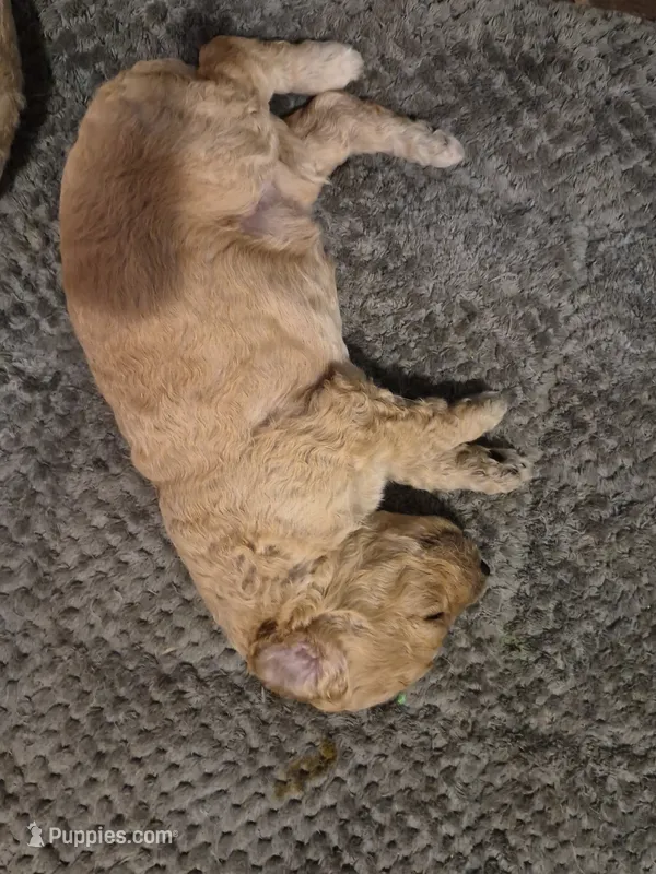 Puppy F – Poodle - Standard  puppy for sale in Pelion, SC