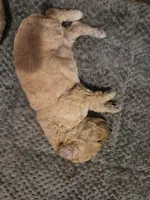 Puppy F, a female Poodle - Standard  for sale in Pelion, SC – 1 of 1