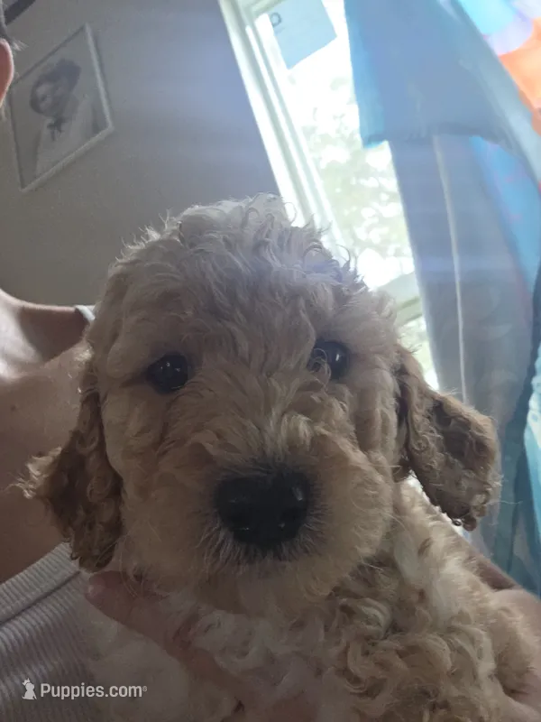 Purple collar puppy  – Poodle - Standard  puppy on hold in Pelion, SC