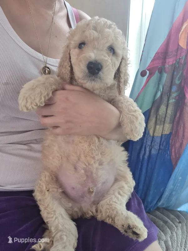 Grey collar puppy  – Poodle - Standard  puppy for sale in Pelion, SC