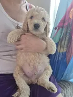 Grey collar puppy , a male Poodle - Standard  for sale in Pelion, SC – 1 of 5
