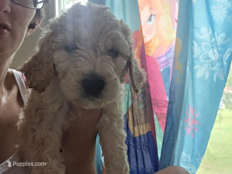 Puppy hot pink collar – Poodle - Standard  puppy for sale in Pelion, SC