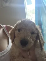 Puppy black collar , a male Poodle - Standard  for sale in Pelion, SC – 2 of 2
