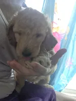 Light pink collar puppy , a female Poodle - Standard  for sale in Pelion, SC – 2 of 2