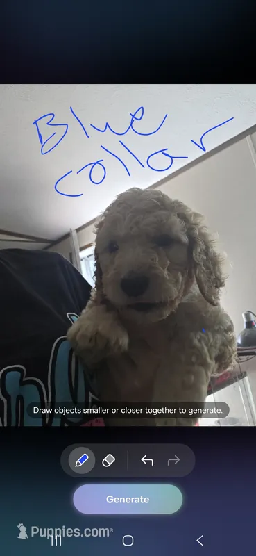 Blue collars puppy – Poodle - Standard  puppy on hold in Pelion, SC