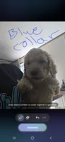 Blue collars puppy, a male Poodle - Standard  for sale in Pelion, SC – 1 of 1
