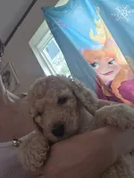 Grey collar puppy , a male Poodle - Standard  for sale in Pelion, SC – 4 of 5