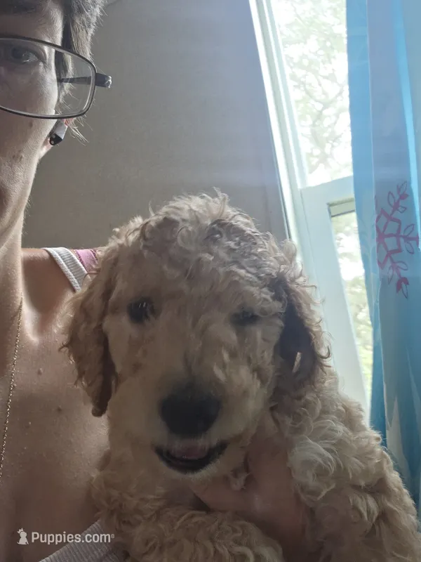 Puppy black collar  – Poodle - Standard  puppy for sale in Pelion, SC