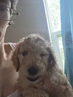 Puppy black collar , a male Poodle - Standard  for sale in Pelion, SC – 1 of 2