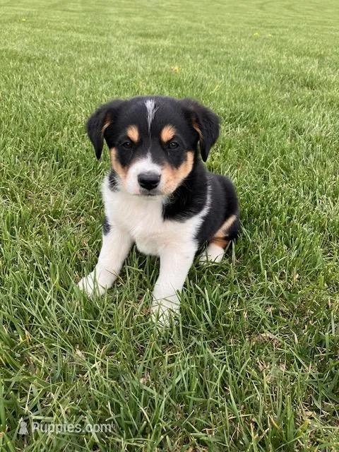 Rusty – English Shepherd, Australian Cattle Dog puppy for sale in Randolph, WI