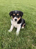 Rusty, a male English Shepherd and Australian Cattle Dog for sale in Randolph, WI – 1 of 2