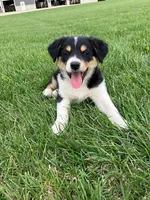 Rusty, a male English Shepherd and Australian Cattle Dog for sale in Randolph, WI – 2 of 2