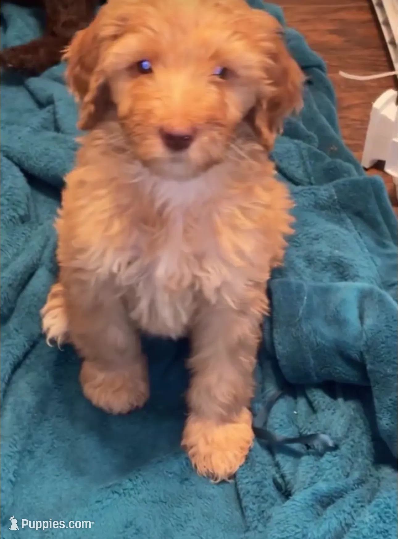 Baby boy, a male Goldendoodle and Poodle - Standard  for sale in Lithonia, GA – Photo 3 of 5