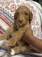 Baby boy, a male Goldendoodle and Poodle - Standard  for sale in Lithonia, GA – Photo 5 of 5