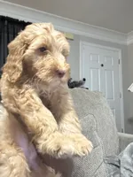 Baby boy, a male Goldendoodle and Poodle - Standard  for sale in Lithonia, GA – Photo 2 of 5