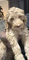 Baby boy, a male Goldendoodle and Poodle - Standard  for sale in Lithonia, GA – Photo 1 of 5