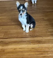 Conway, a male Pembroke Welsh Corgi for sale in Allegan, MI – Photo 2 of 2