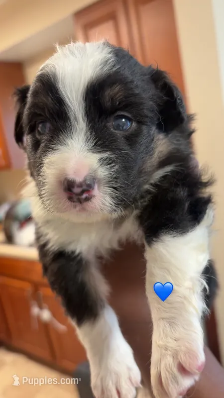 Black boy 3 – Australian Shepherd puppy for sale in Troy, NY