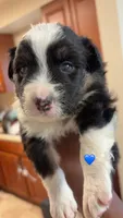 Black boy 3, a male Australian Shepherd for sale in Troy, NY – 1 of 1