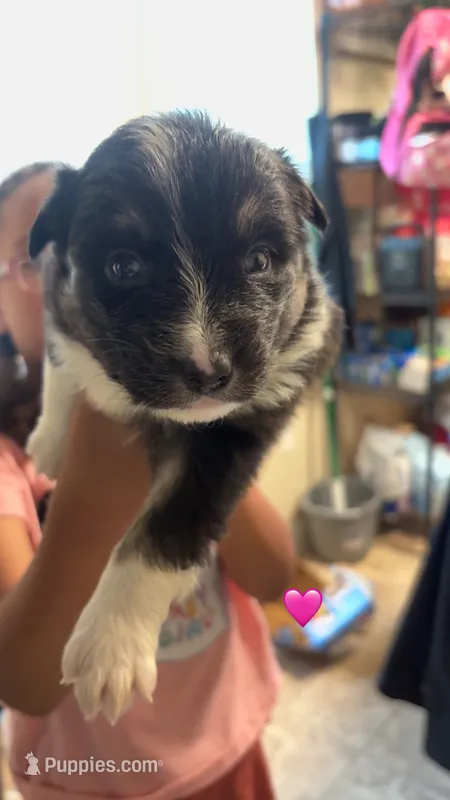 Black girl  – Australian Shepherd puppy for sale in Troy, NY