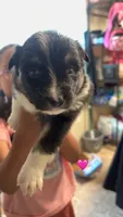 Black girl , a female Australian Shepherd for sale in Troy, NY – 1 of 1