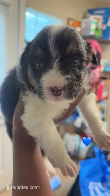 Black boy 2  – Australian Shepherd puppy for sale in Troy, NY