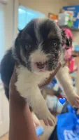 Black boy 2 , a male Australian Shepherd for sale in Troy, NY – 1 of 1