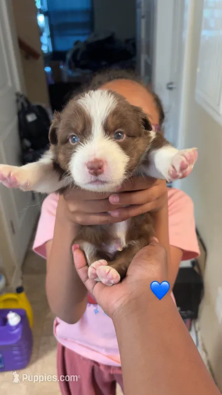 Brown boy 1  – Australian Shepherd puppy for sale in Troy, NY