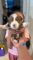 Brown boy 1 , a male Australian Shepherd for sale in Troy, NY – 1 of 1