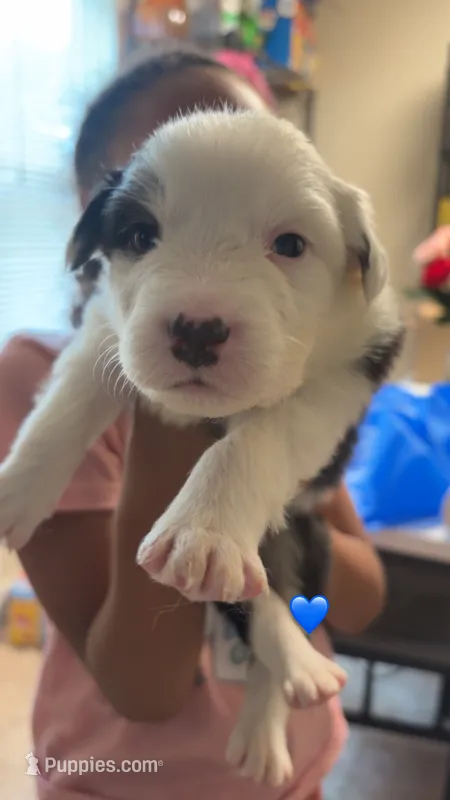 BlackBoy 1  – Australian Shepherd puppy for sale in Troy, NY