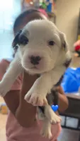 BlackBoy 1 , a male Australian Shepherd for sale in Troy, NY – 1 of 1