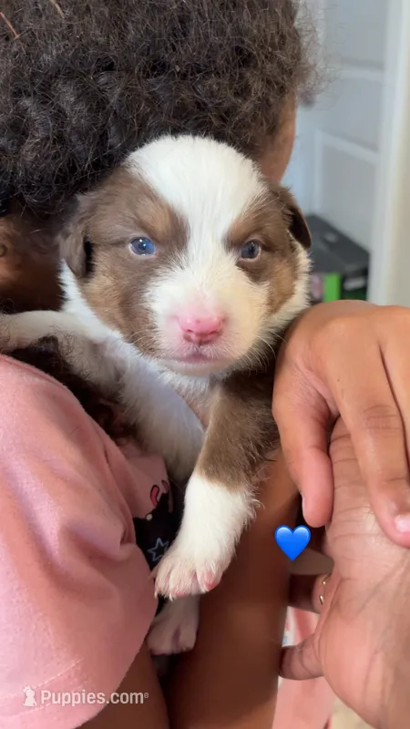 Brown boy 3 – Australian Shepherd puppy for sale in Troy, NY