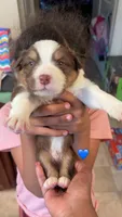 Brown boy 2, a male Australian Shepherd for sale in Troy, NY – 1 of 1