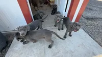 Cane corso, a male Cane Corso for sale in Buckeye, AZ – 7 of 7