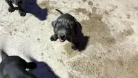 Cane corso, a male Cane Corso for sale in Buckeye, AZ – 3 of 7