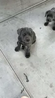 Cane corso, a male Cane Corso for sale in Buckeye, AZ – 5 of 7