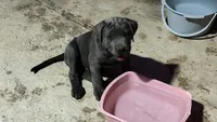 Cane corso, a male Cane Corso for sale in Buckeye, AZ – 4 of 7