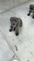 Cane corso, a male Cane Corso for sale in Buckeye, AZ – 2 of 7