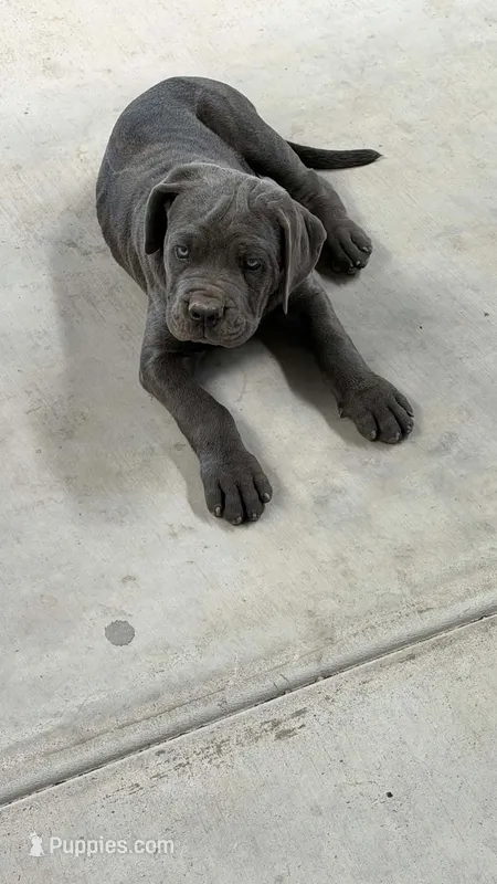 Cane corso – Cane Corso puppy for sale in Buckeye, AZ