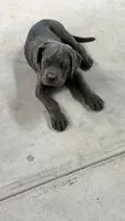 Cane corso, a male Cane Corso for sale in Buckeye, AZ – 1 of 7