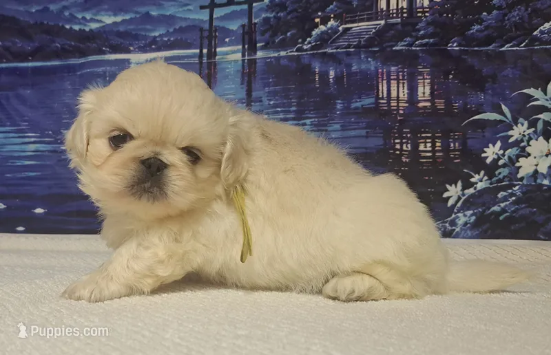 AKC "Chai" – Pekingese puppy for sale in Lenoir, NC