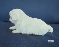 AKC "Breve", a female Pekingese for sale in Lenoir, NC – 4 of 7