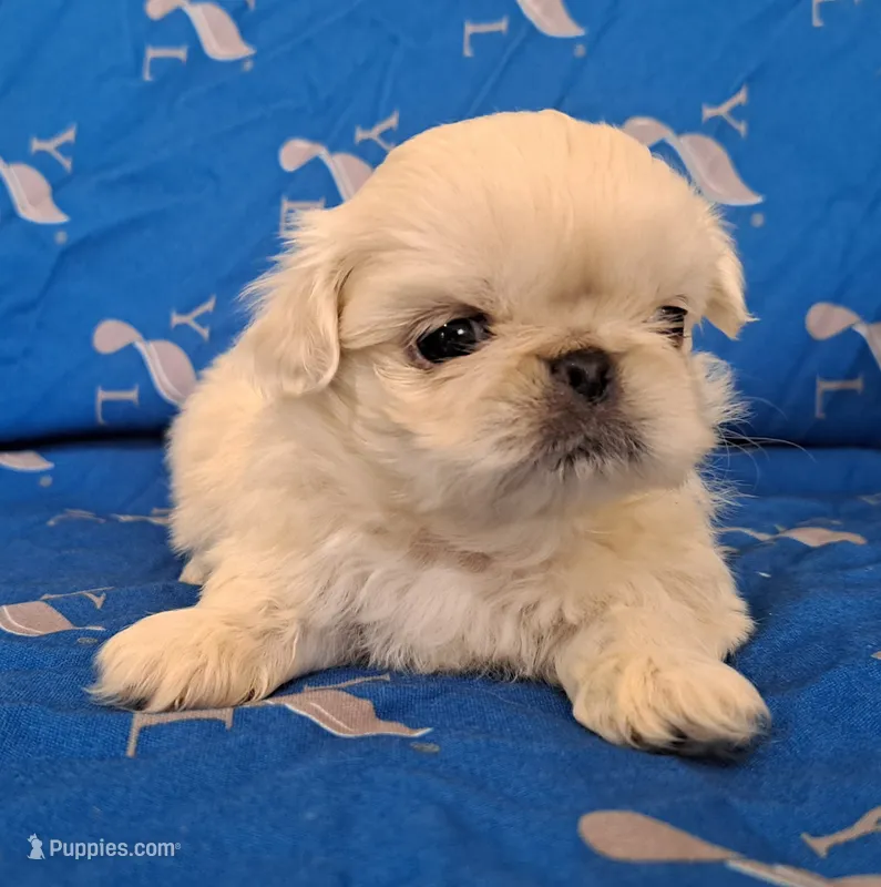 AKC "Breve" – Pekingese puppy for sale in Lenoir, NC