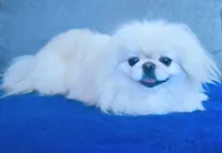 AKC "Crema", a female Pekingese for sale in Lenoir, NC – 6 of 7